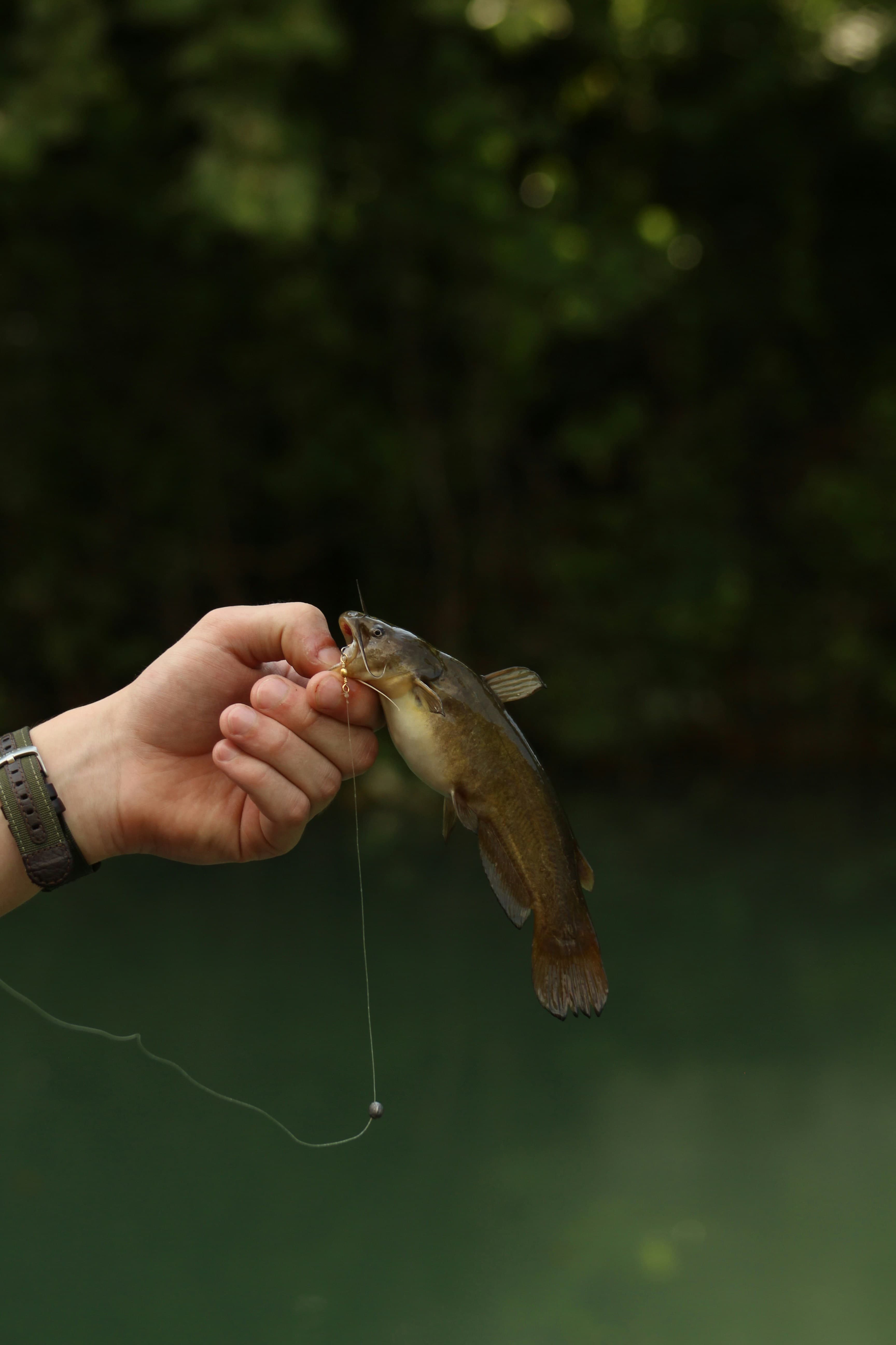 Handcrafted Premium Flies