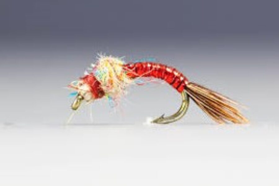 Rainbow Warrior fly